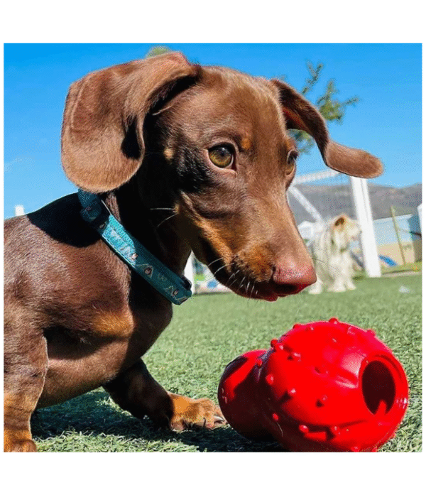 Nylabone Strong Chew Cono 3 En 1 Rellenable Congelable Sabor Tocino (Talla Xs)