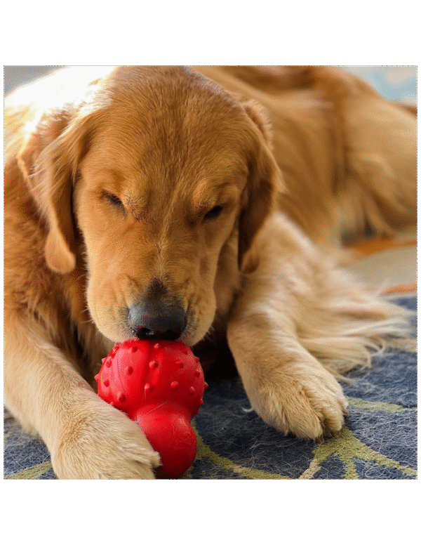 Nylabone Strong Chew Cono 3 En 1: Rellenable, Congelable, Sabor Tocino (Talla M)